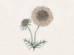 Scabiosa atropurpurea ‘Fata Morgana’ (Skabiose) – Bild 2