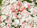 Sommer-Phlox Blushing Bride (Phlox drummondii) – Bild 2