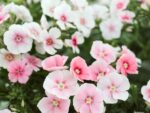 Sommer-Phlox Blushing Bride (Phlox drummondii) – Bild 3