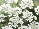 Orlaya grandiflora ‚White Lace‘ Strahldolde – Bild 3