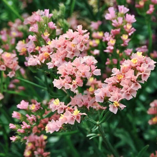 Strandflieder ‚QIS Apricot‘ (Limonium sinuatum)