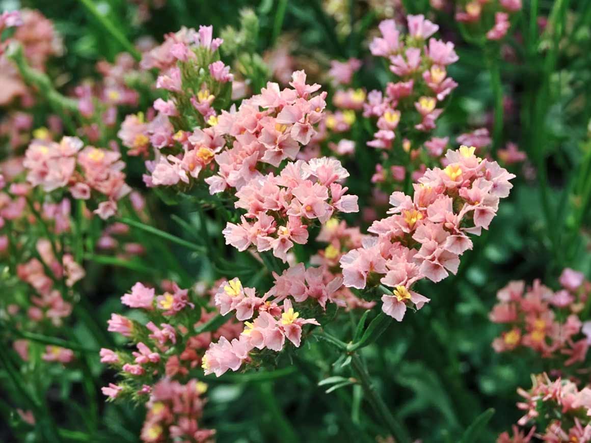 Strandflieder-QIS-Apricot-Limonium-sinuatum-Blumensamen.jpg Strandflieder ‚QIS Apricot‘ (Limonium sinuatum) – Bild 1