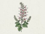 Salvia coccinea 'Summer Jewel Pink' (Blutsalbei)