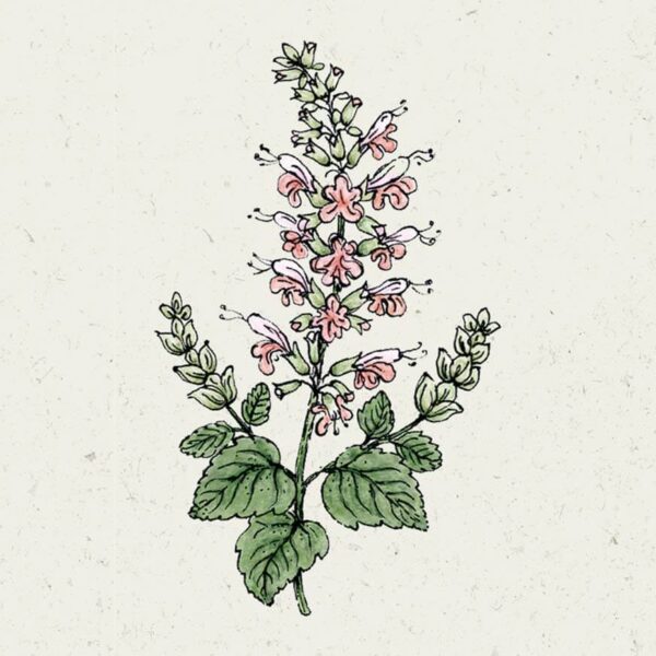 Salvia coccinea 'Summer Jewel Pink' (Blutsalbei)