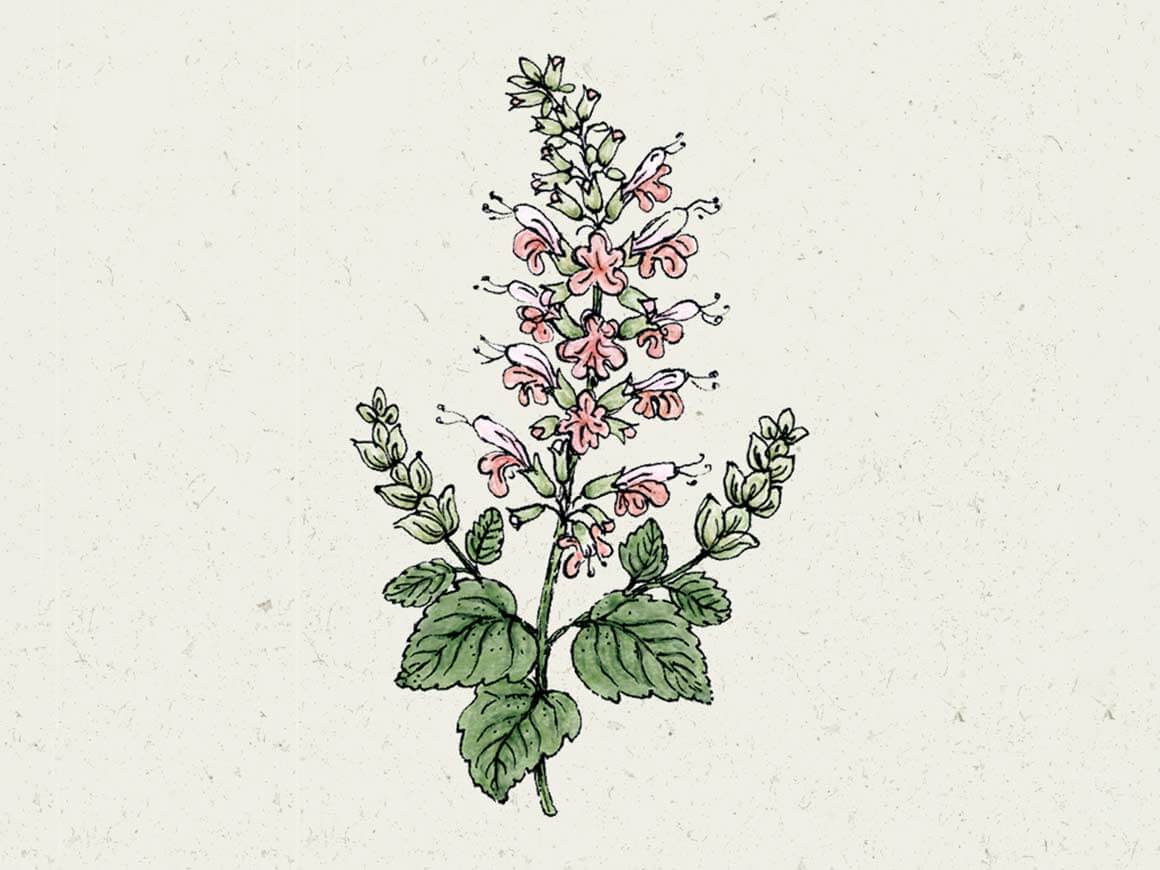 Summer-Jewel-Pink-Blutsalbei-Blumensamen.jpg Salvia coccinea 'Summer Jewel Pink' (Blutsalbei) – Bild 1