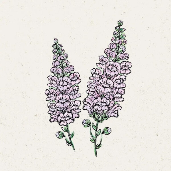 Antirrhinum Majus ‚Summer Lavender‘ Löwenmäulchen