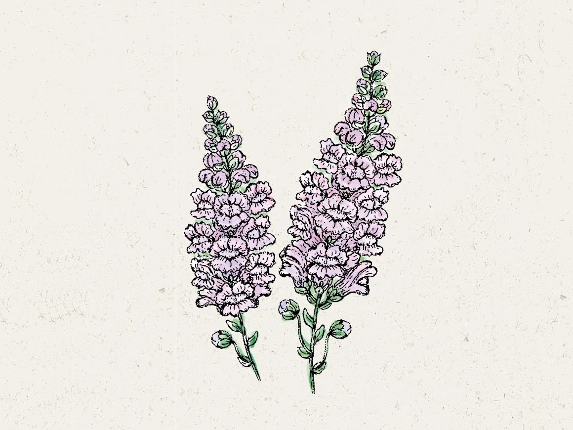 Summer-Lavender-JORA-DAHL.jpg Antirrhinum Majus ‚Summer Lavender‘ Löwenmäulchen – Bild 1