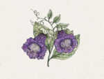 Cobaea scandens ‘Violet’ (Glockenrebe)