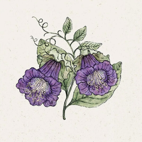 Cobaea scandens ‘Violet’ (Glockenrebe)