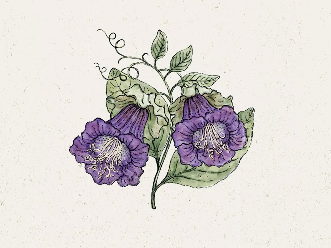 Violet-Glockenrebe-joradahl.jpg Cobaea scandens ‘Violet’ (Glockenrebe) – Bild 1