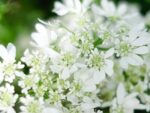 Orlaya grandiflora ‚White Lace‘ Strahldolde