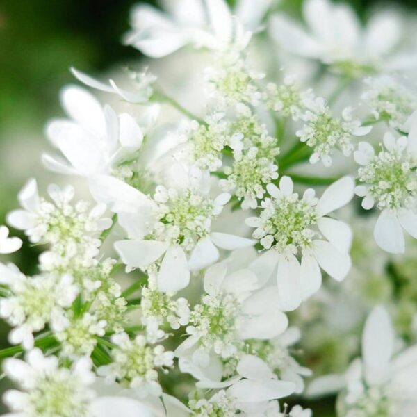 Orlaya grandiflora ‚White Lace‘ Strahldolde