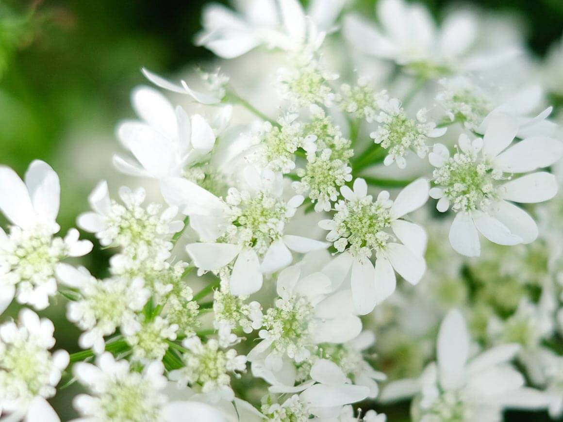 White-Lace-Strahldolde-Blumensamen-filipok-Berlin.jpg Orlaya grandiflora ‚White Lace‘ Strahldolde – Bild 1