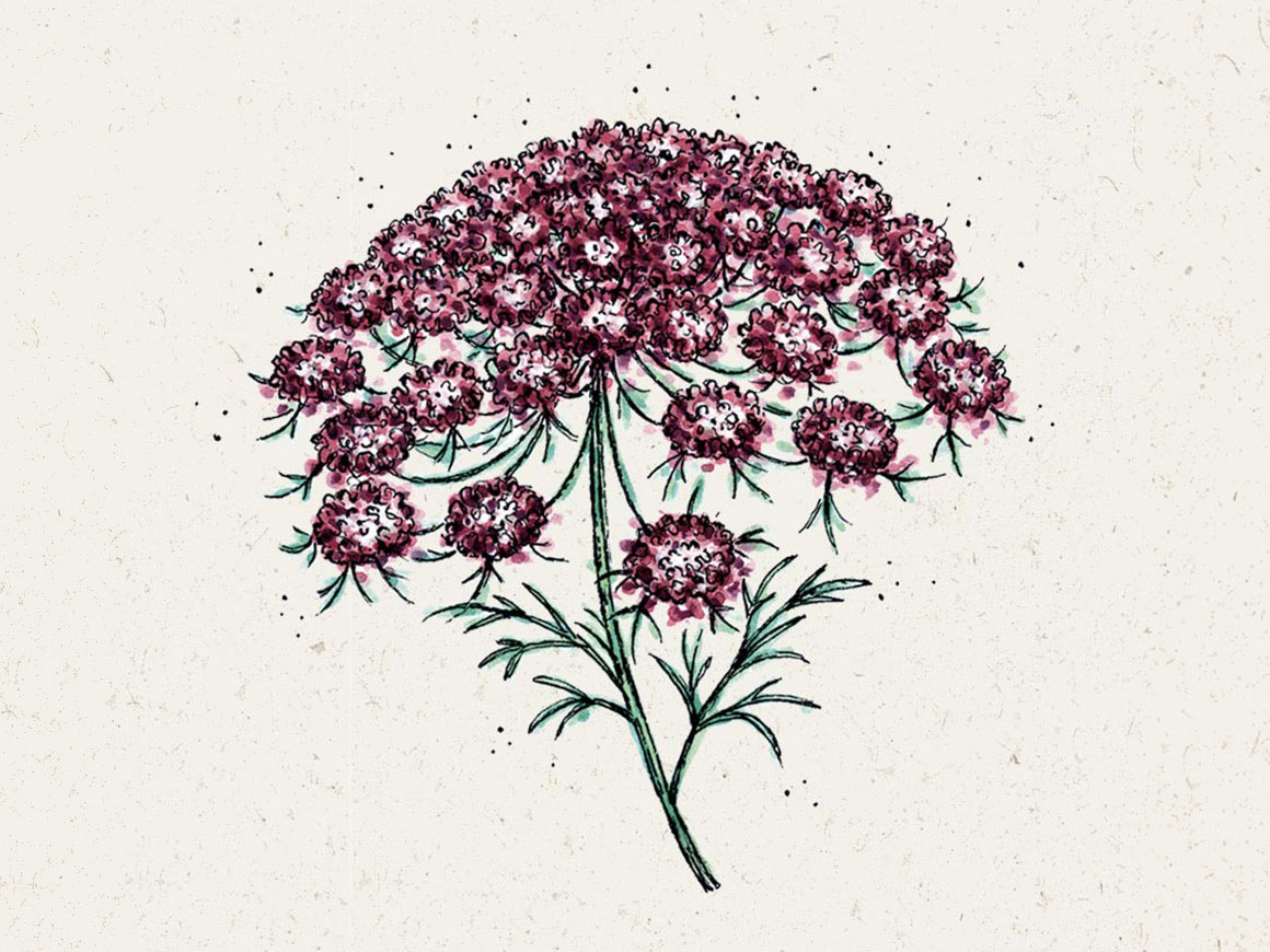 Wilde-Moehre-Daucus-Carota-Dara.jpg Wilde Möhre ‚Dara′ – Bild 1