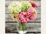 Zinnia elegans ‘Benary`s Giant Lime’ Zinnie – Bild 3