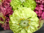 Zinnia elegans ‘Benary`s Giant Lime’ Zinnie – Bild 4