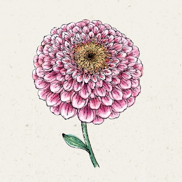 Zinnia elegans ‘Zahara Double Raspberry Ripple’ (Zinnie)