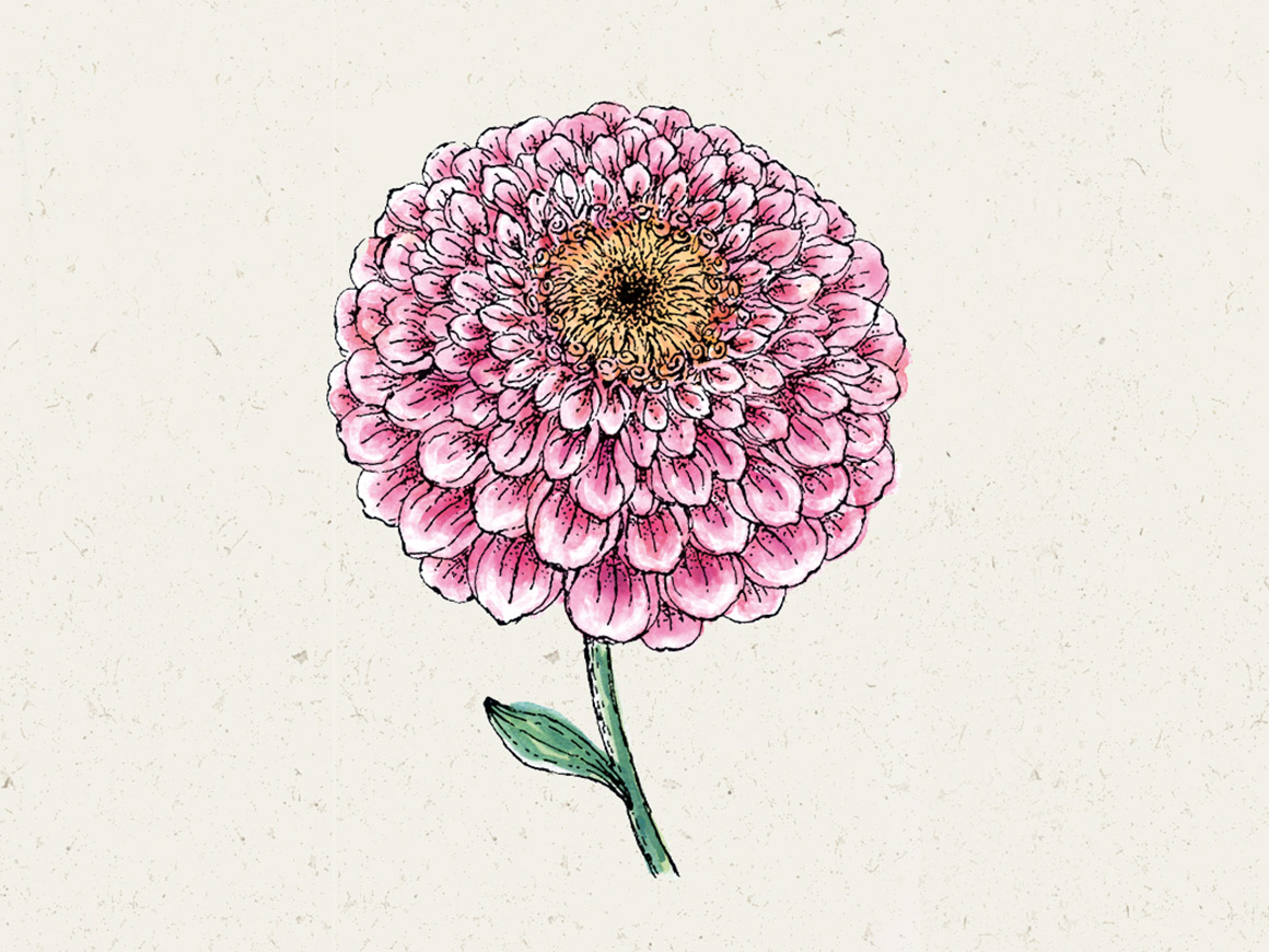 Zinnia-elegans-Zahara-Double-Raspberry-Ripple-jora-dahl.jpg Zinnia elegans ‘Zahara Double Raspberry Ripple’ (Zinnie) – Bild 1