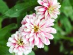 Zinnia elegans ‘Zahara Double Raspberry Ripple’ (Zinnie) – Bild 2