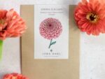 Zinnie ‚Benary‘s Giant Salmon Rose′ – Bild 5
