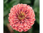 Zinnie ‚Benary‘s Giant Salmon Rose′ – Bild 2