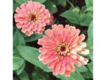 Zinnie ‚Benary‘s Giant Salmon Rose′ – Bild 3