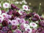 Centaurea Cyanus ‚Classic Magic‘ Kornblume – Bild 4