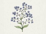 Cynoglossum amabile 'Firmament'  (Chinesisches Vergissmeinnicht)