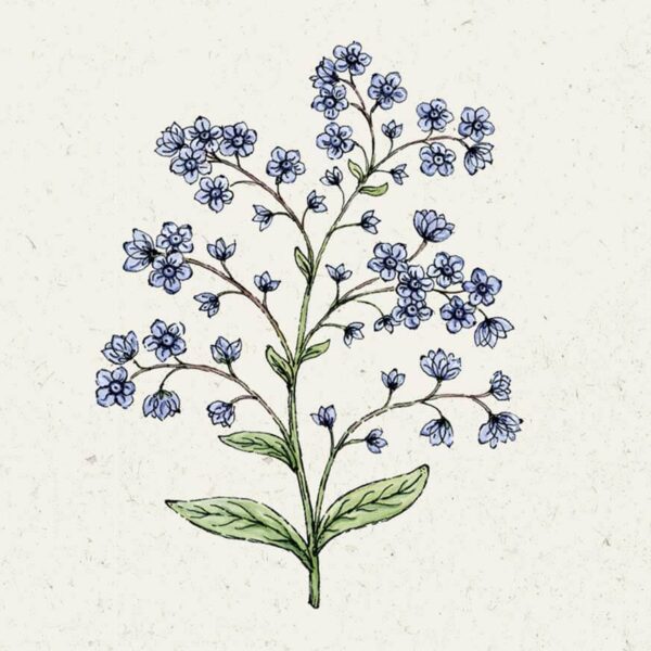 Cynoglossum amabile 'Firmament'  (Chinesisches Vergissmeinnicht)