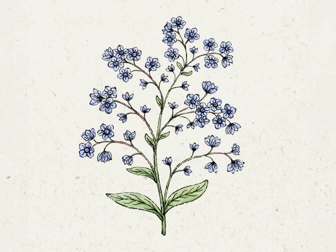 chinesisches-Vergissmeinnicht-jora-dahl-blumensamen.jpg Cynoglossum amabile 'Firmament' (Chinesisches Vergissmeinnicht) – Bild 1