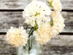 Scabiosa atropurpurea ‘Fata Morgana’ (Skabiose)