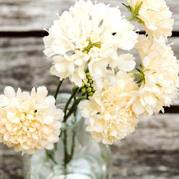Scabiosa atropurpurea ‘Fata Morgana’ (Skabiose)