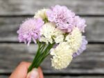 Scabiosa atropurpurea ‘Fata Morgana’ (Skabiose) – Bild 3