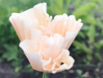 Goldmohn ‚Thai Silk Pink Champagne′ – Bild 2