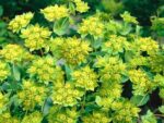 Bupleurum rotundifolium 'Griffithii', (Hasenohr) – Bild 2