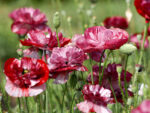 Papaver rhoeas ‘Pandora’ (Klatschmohn) – Bild 2