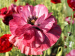 Papaver rhoeas ‘Pandora’ (Klatschmohn) – Bild 3