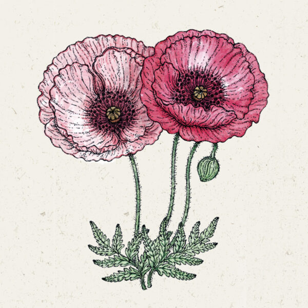 Papaver rhoeas ‘Pandora’ (Klatschmohn)