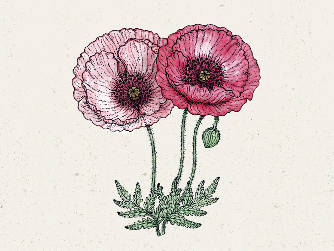 klatschmohn-pandora-joradahl.jpg Papaver rhoeas ‘Pandora’ (Klatschmohn) – Bild 1