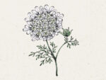 Orlaya grandiflora ‚White Lace‘ Strahldolde – Bild 2