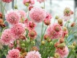 Scabiosa atropurpurea ‚Salmon Pink‘ (Skabiose) – Bild 2