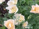 Goldmohn ‚Thai Silk Pink Champagne′ – Bild 3