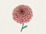 Zinnie ‚Benary‘s Giant Salmon Rose′