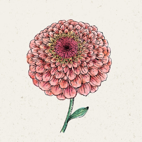 Zinnie ‚Benary‘s Giant Salmon Rose′