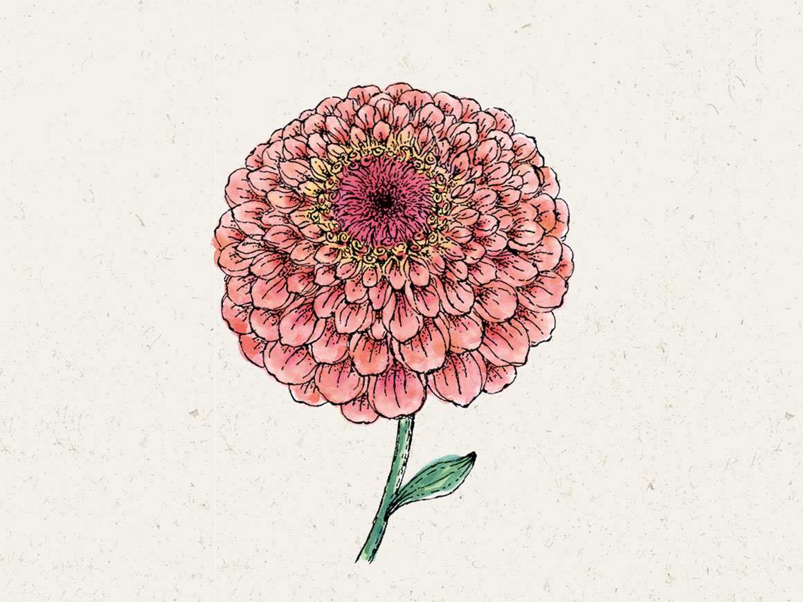 zinnia-salmon-rose-joradahl.jpg Zinnie ‚Benary‘s Giant Salmon Rose′ – Bild 1