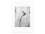 Tulip Silver Print – im Passepartout