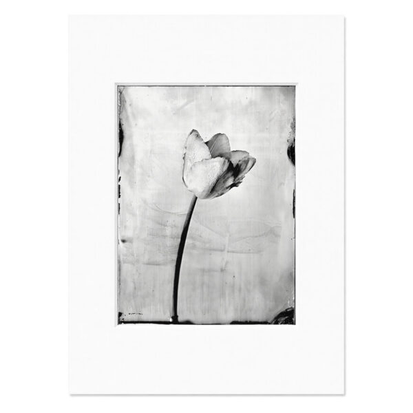 Tulip Silver Print – im Passepartout