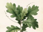 Acorn, Poster 50x70 cm – Bild 2