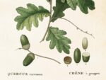 Acorn, Poster 50x70 cm – Bild 3