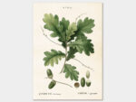 Acorn, Poster 50x70 cm